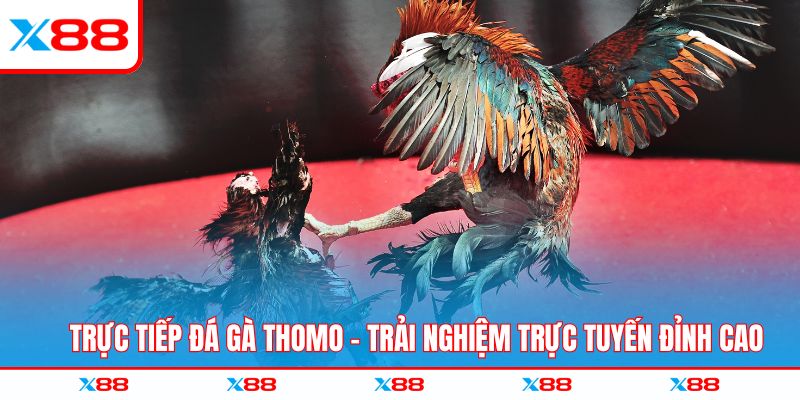 Trực Tiếp Đá Gà Thomo – Trải Nghiệm Trực Tuyến Đỉnh Cao